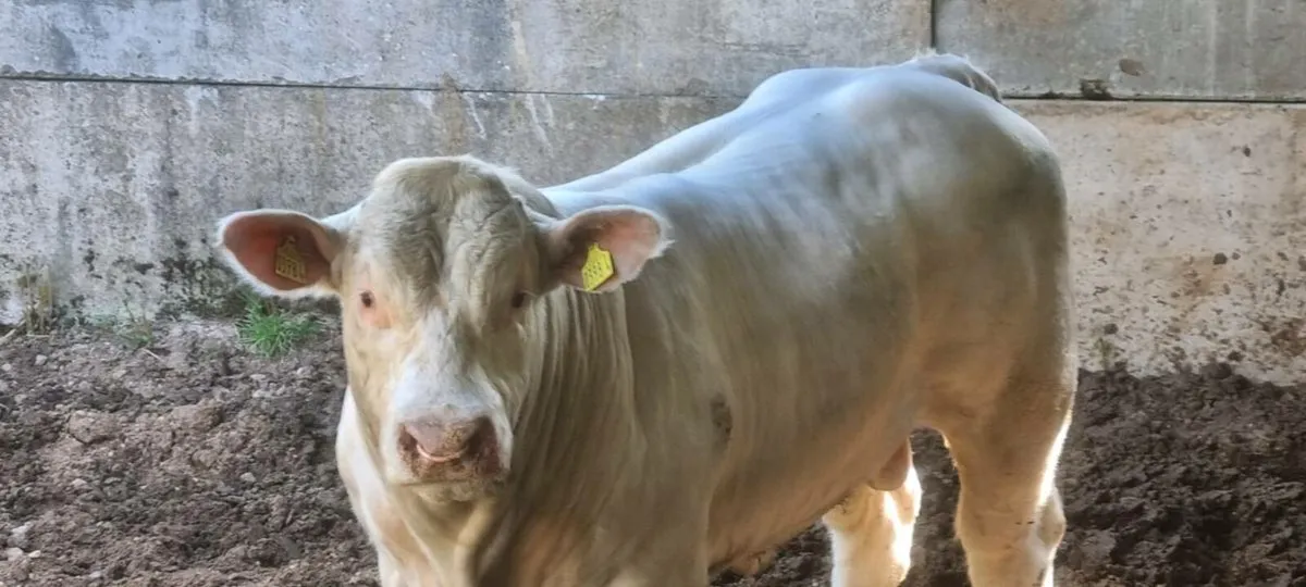 Charolais bull for sale - Image 3