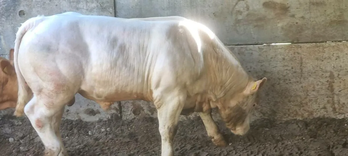 Charolais bull for sale - Image 4