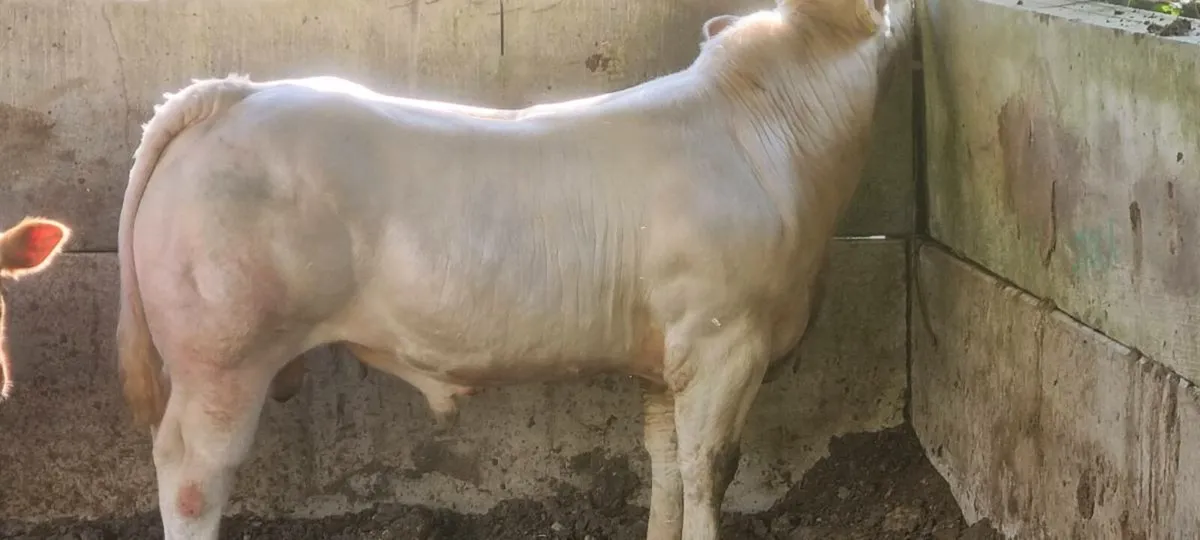Charolais bull for sale - Image 1