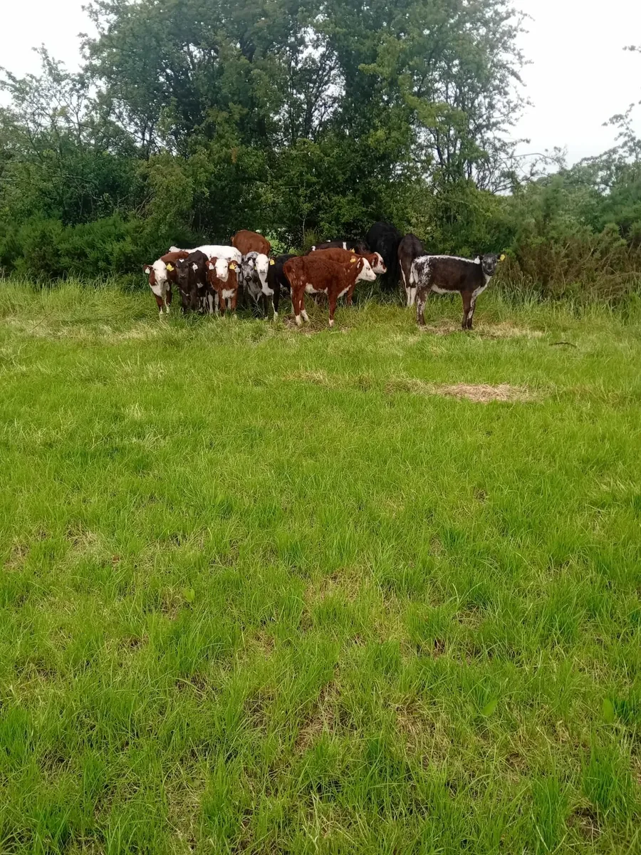 Gas water heater/ feeding calves