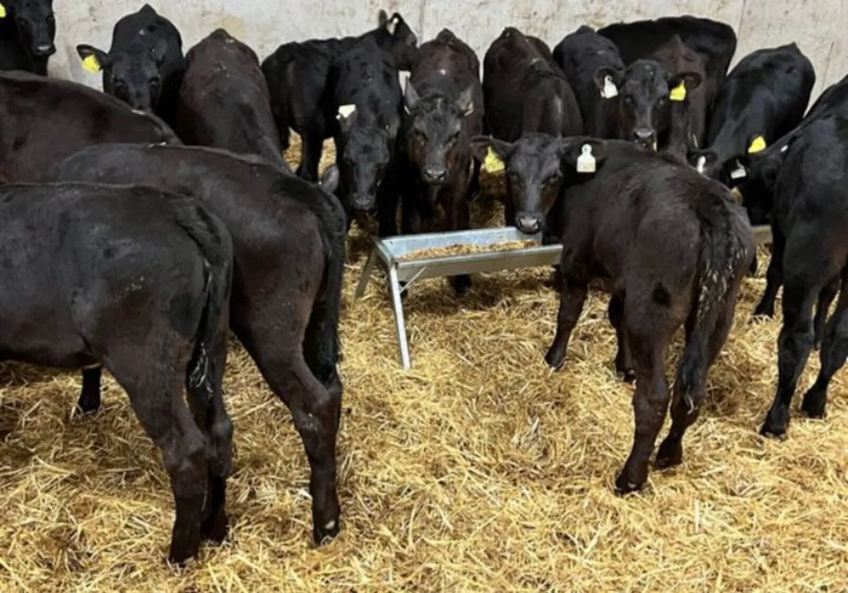 Farmer Wants Calves - Image 2