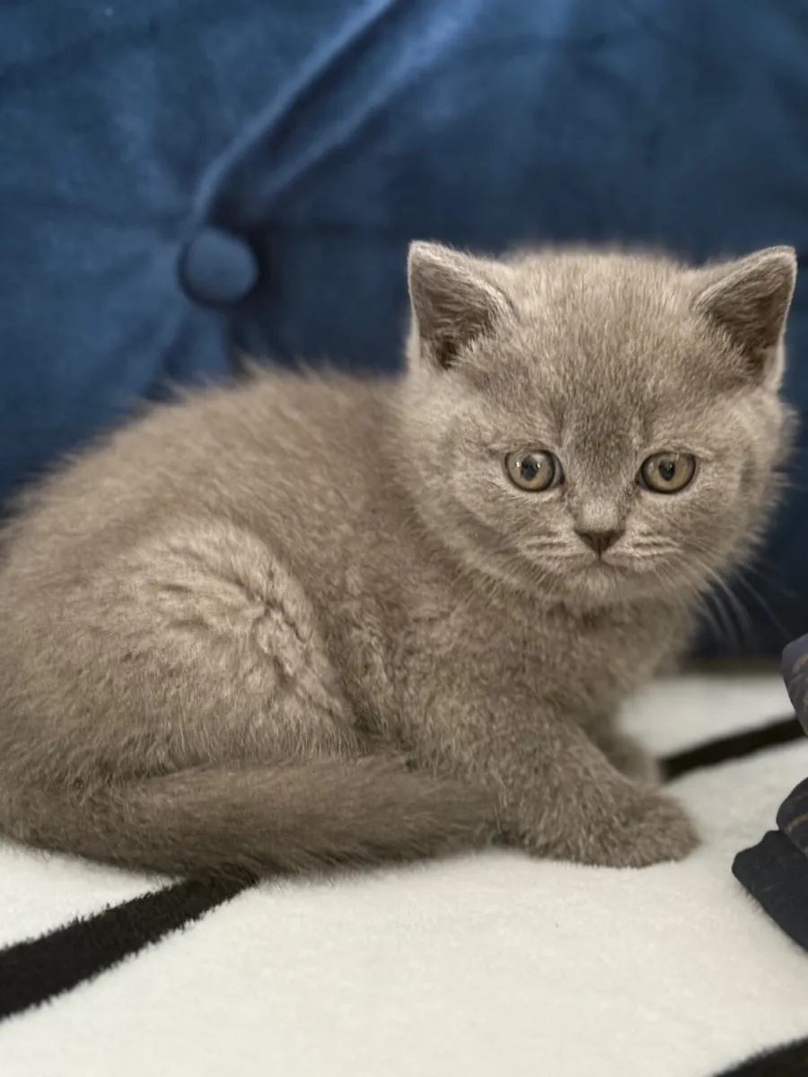 Kittens - Image 1