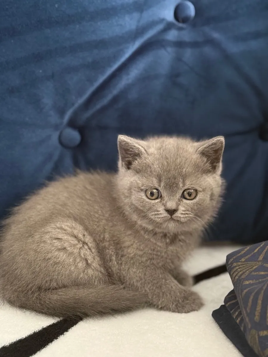 Kittens - Image 3