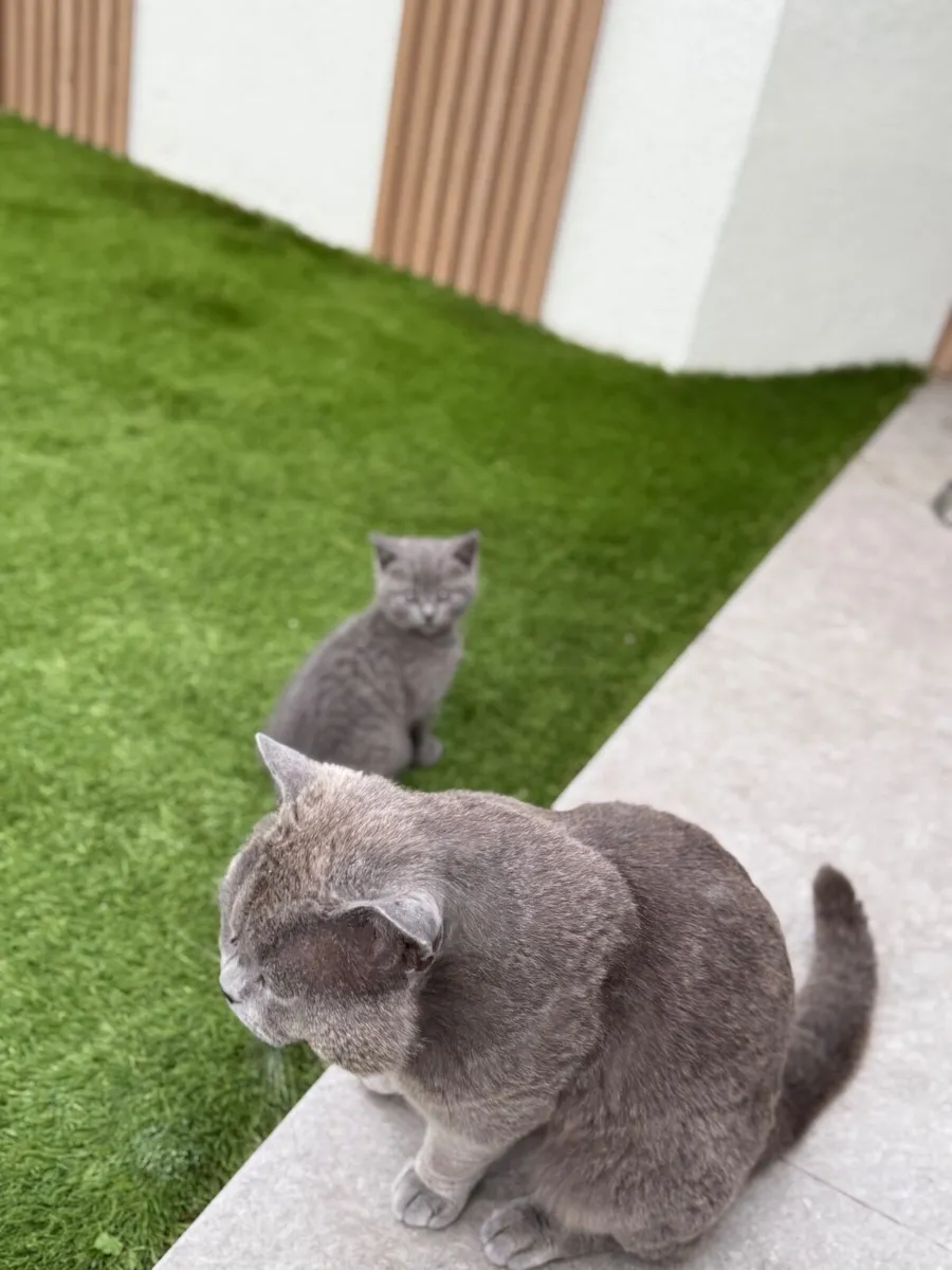 Kittens - Image 4