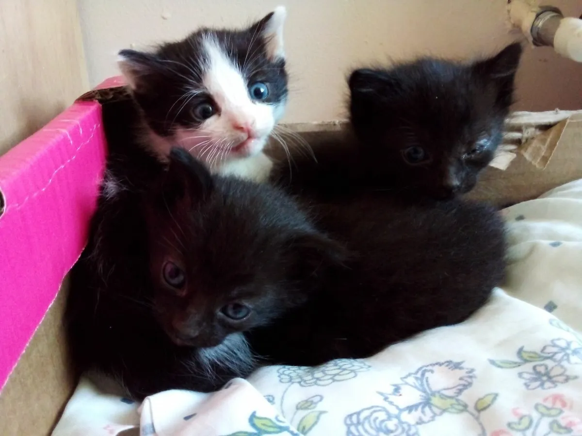 Fluffy Kittens - Image 4