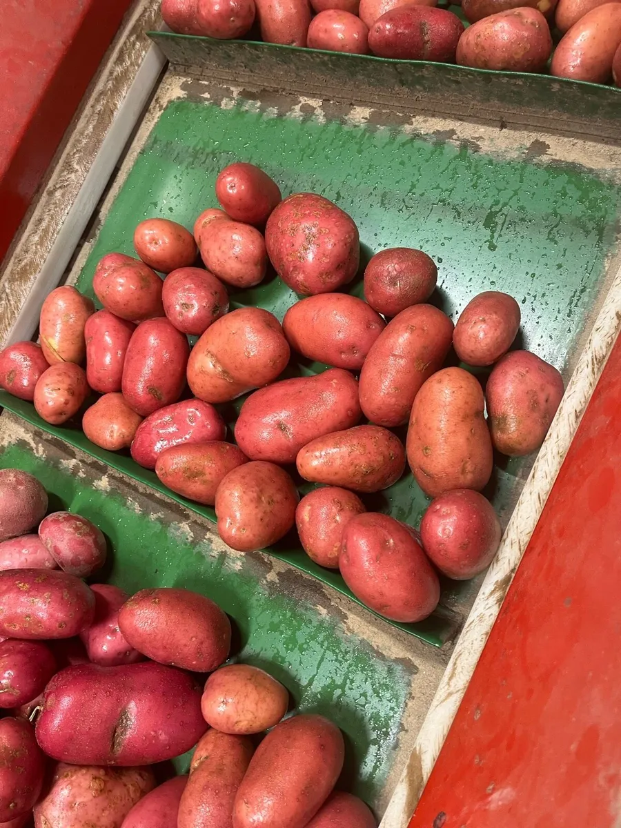 Potatoes - Image 4