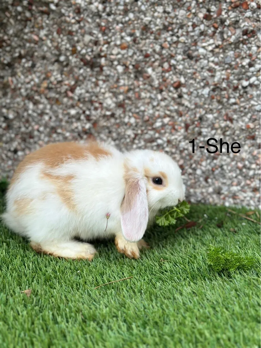 5 mini lop rabbits for sale - Image 2