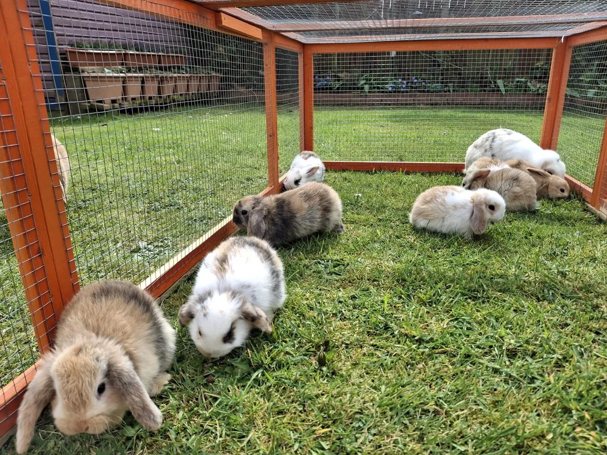 5 mini lop rabbits for sale - Image 1