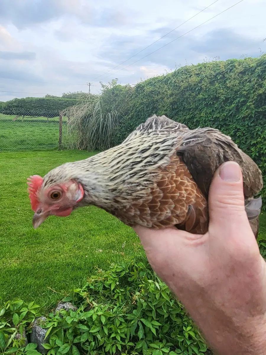 Hens - Image 1