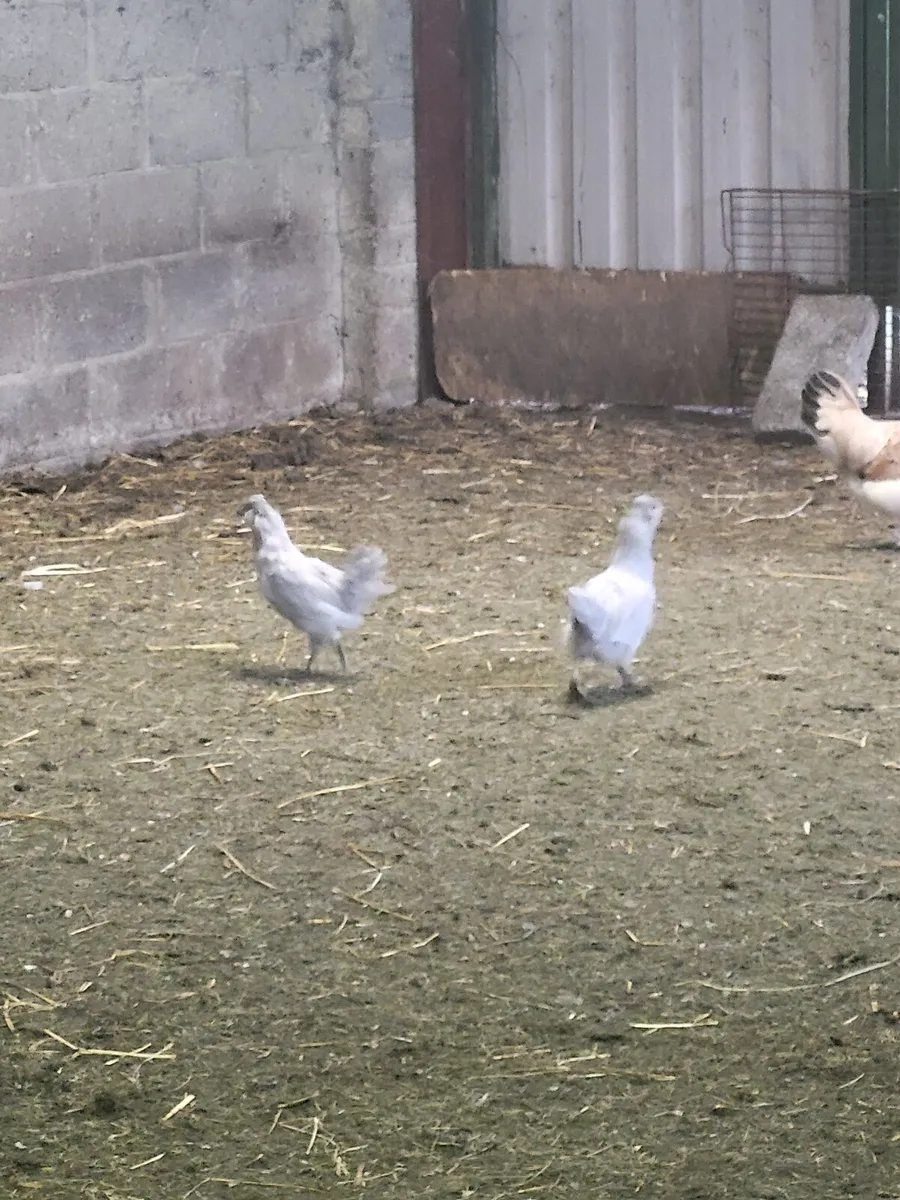 Hens - Image 2