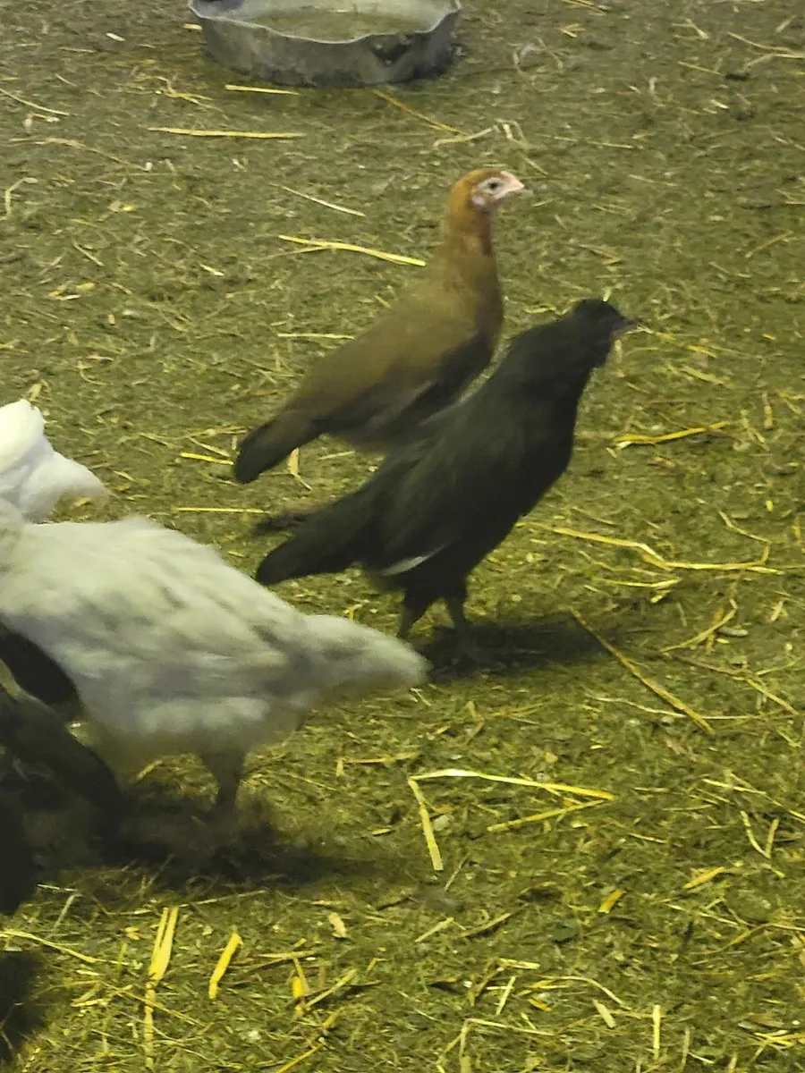 Hens - Image 3