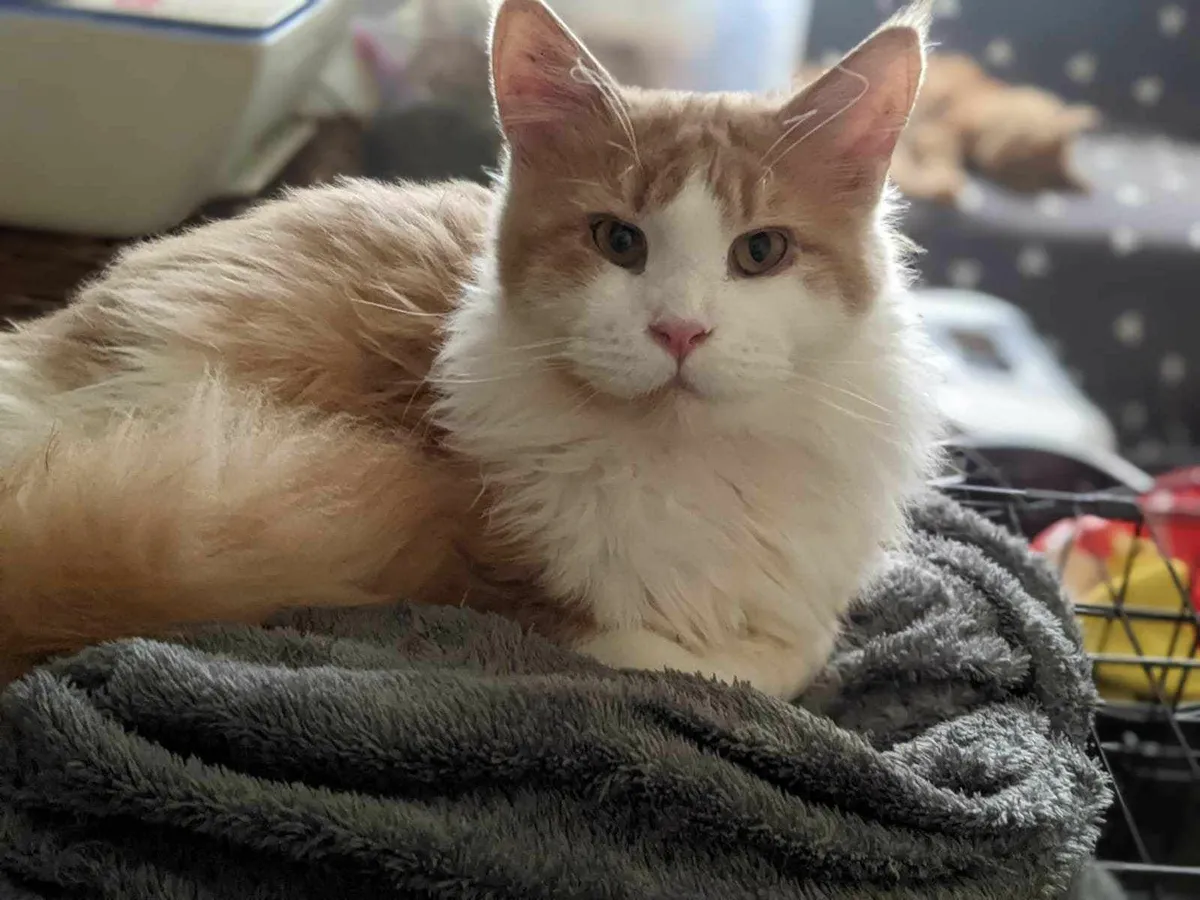 Maine Coon Felix is ​​for sale - Image 1