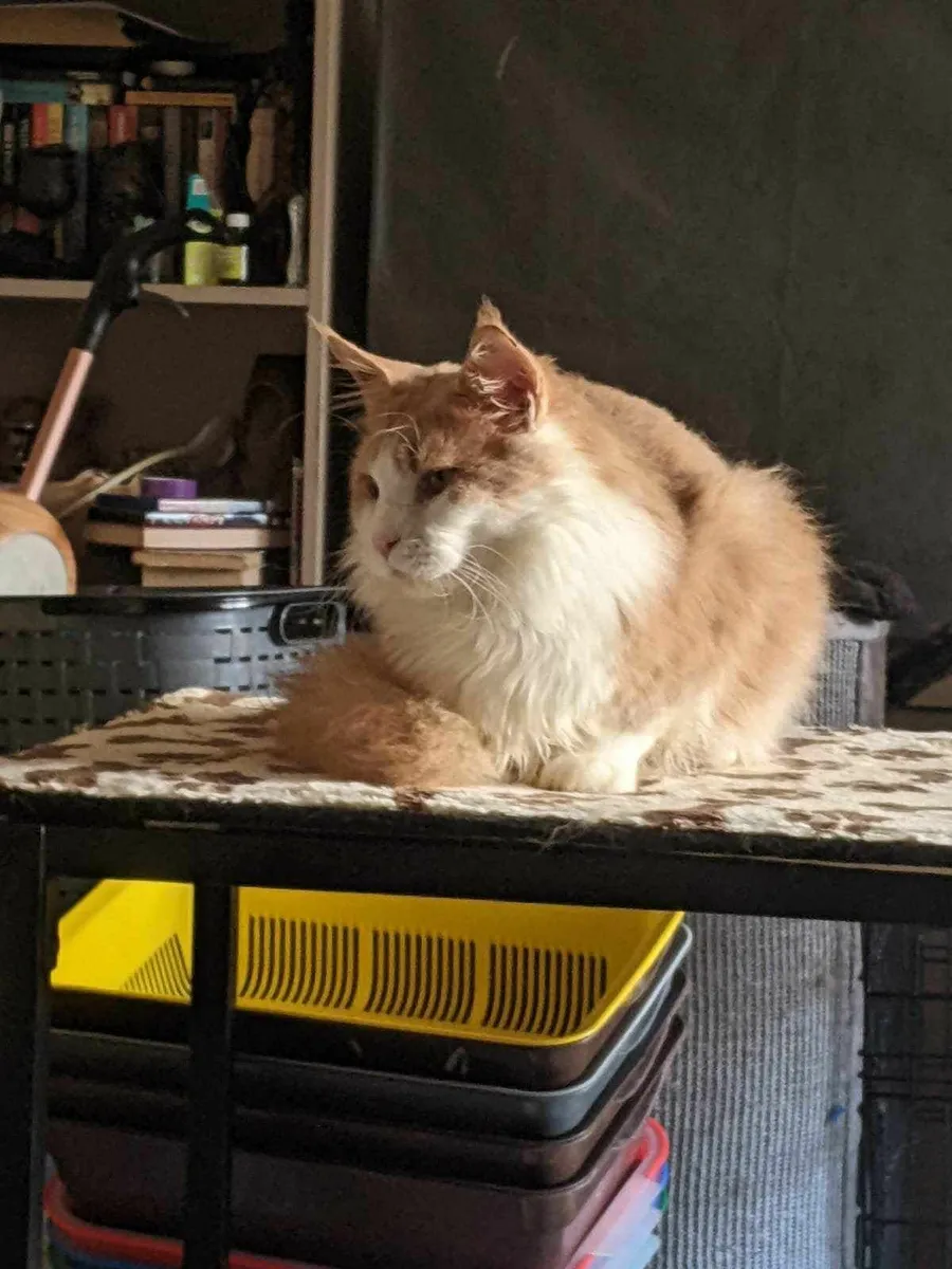 Maine Coon Felix is ​​for sale - Image 2
