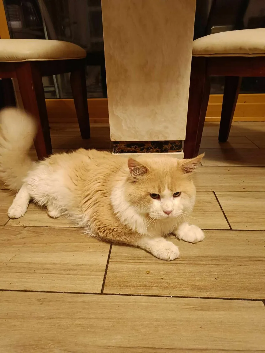 Maine Coon Felix is ​​for sale - Image 3