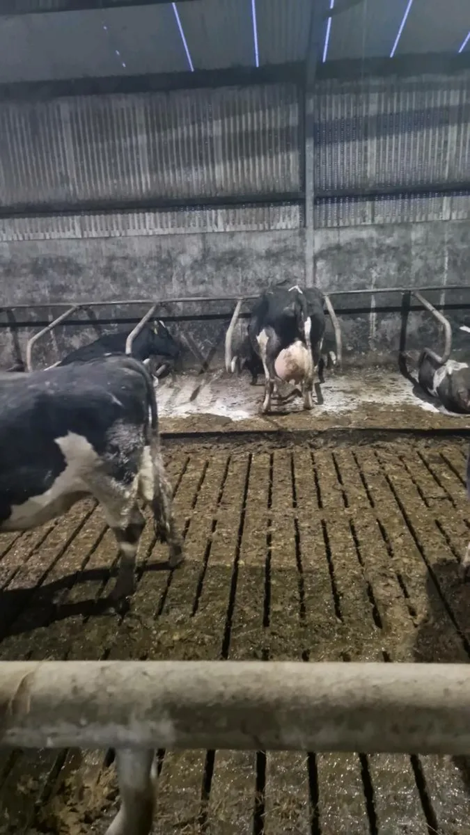 Relief milker/ farm worker