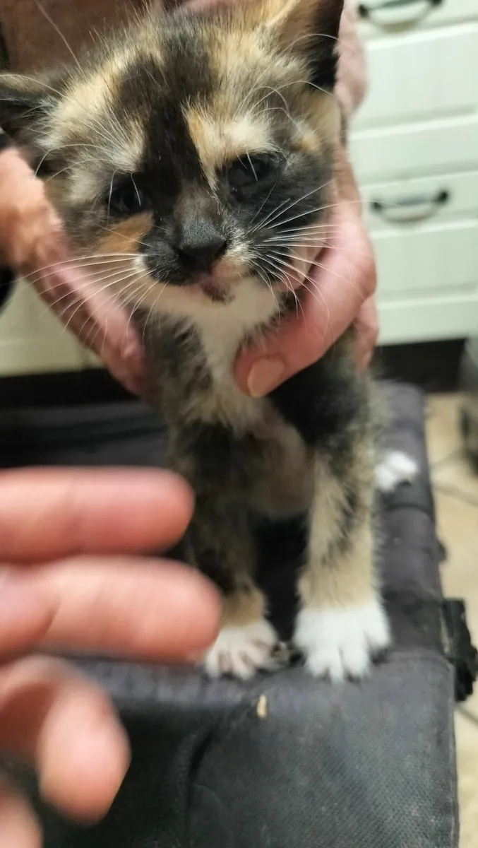 14 Kittens - Image 2