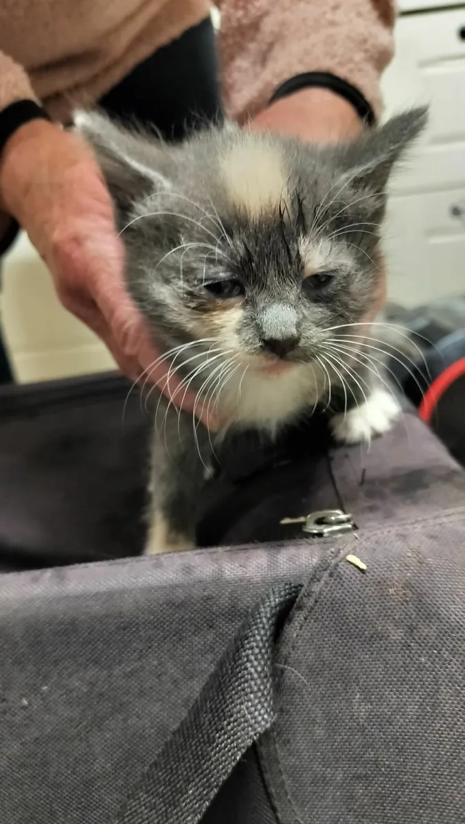 14 Kittens - Image 3