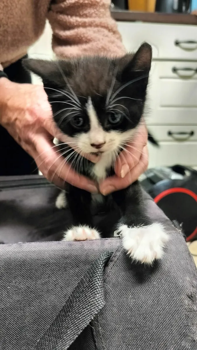 14 Kittens - Image 4