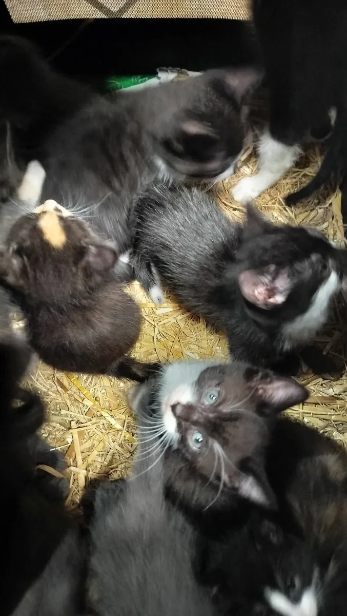 14 Kittens - Image 1