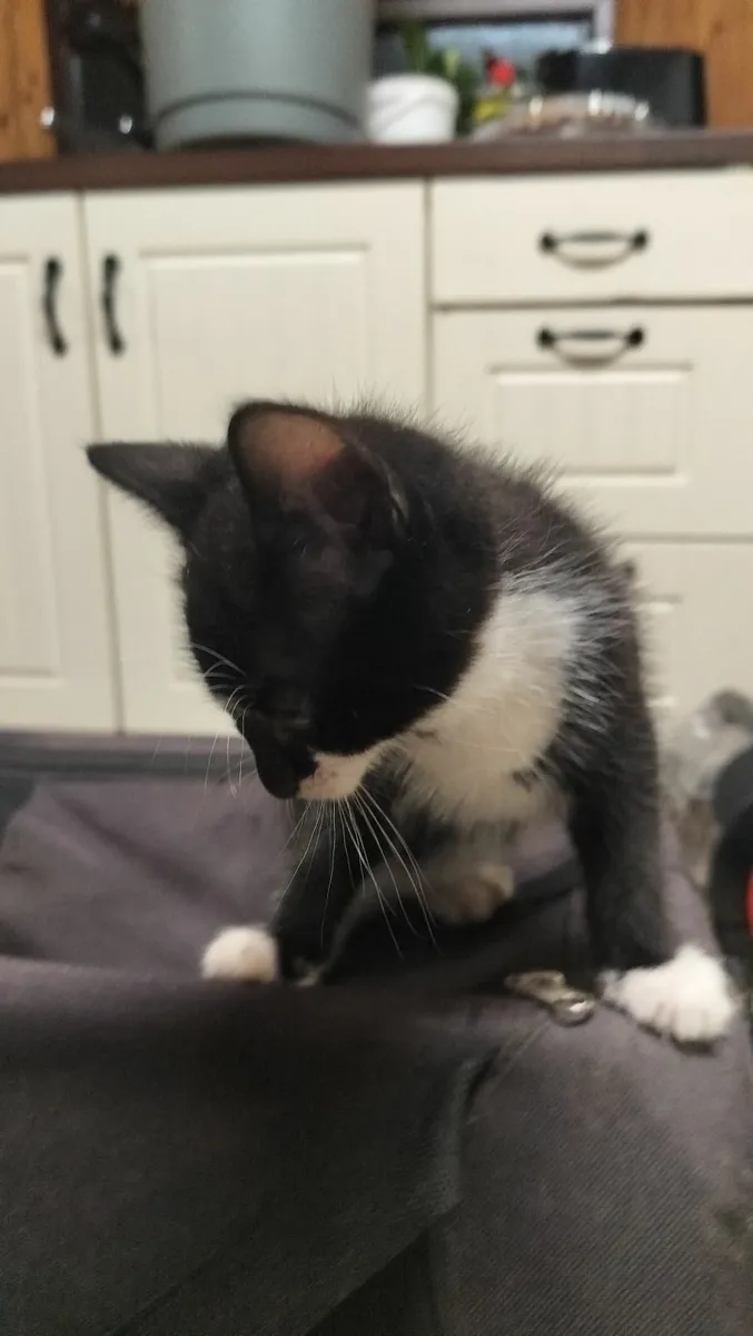7 Kittens - Image 3