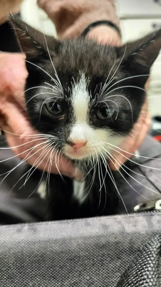 7 Kittens - Image 4
