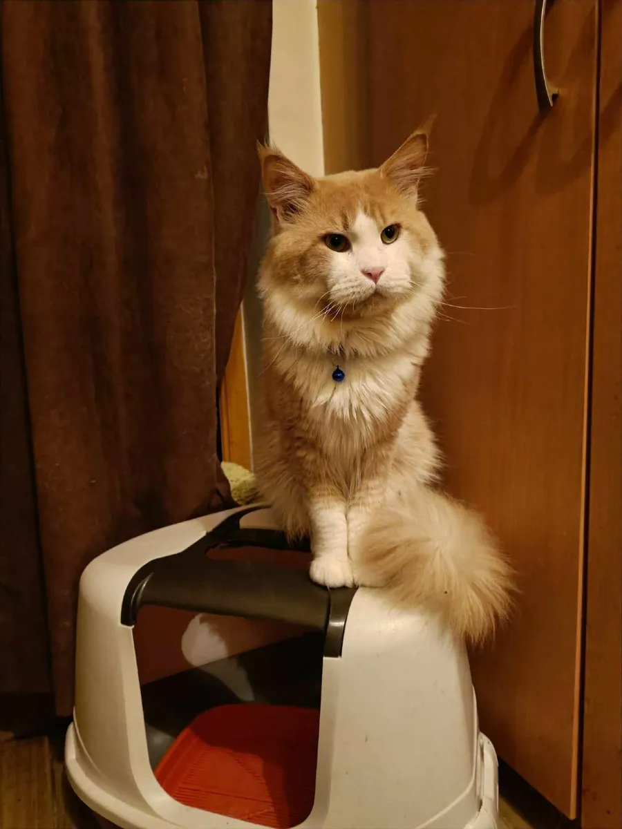 Maine Coon Felix is ​​for sale - Image 4