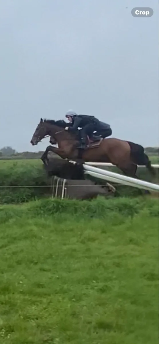 Race horse training - Image 2