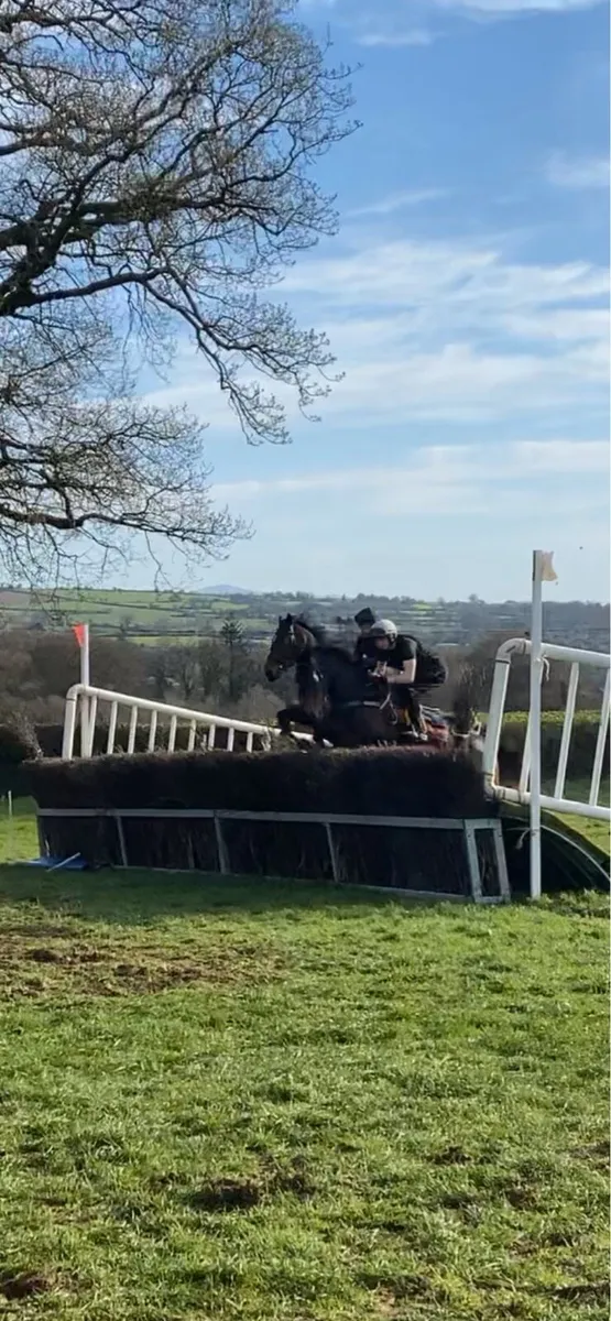 Race horse training - Image 3