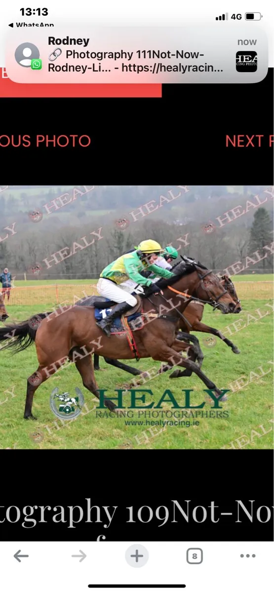 Race horse training - Image 4