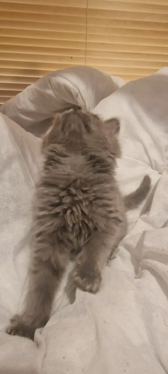 Maine Coon Mix - Image 2