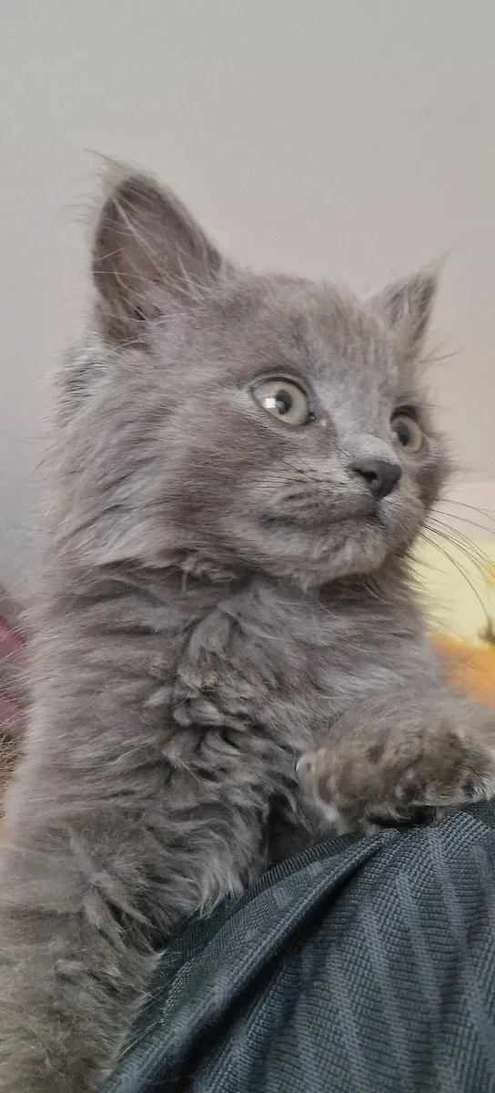 Maine Coon Mix - Image 3