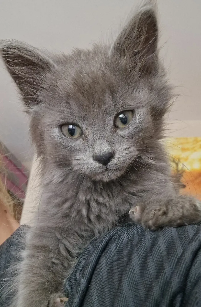Maine Coon Mix - Image 1