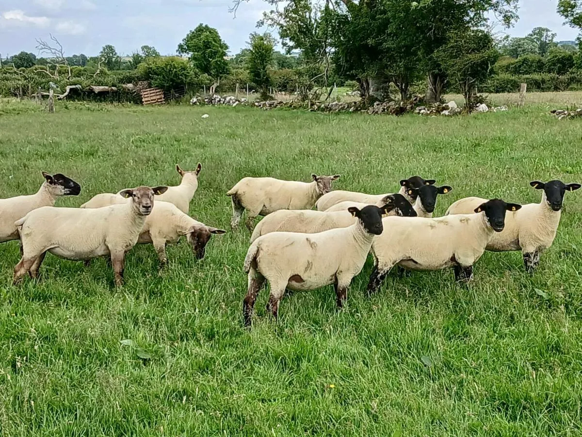 Hoggets - Image 1