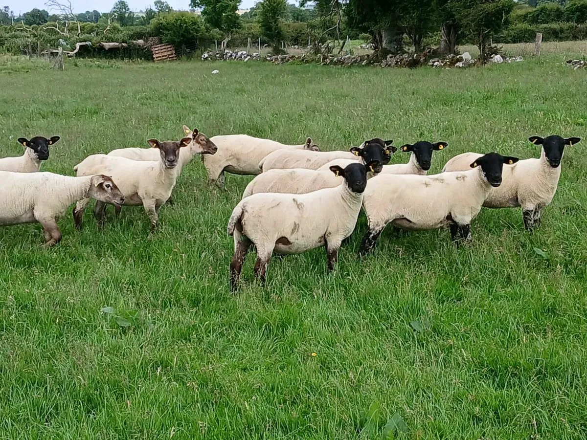 Hoggets - Image 2
