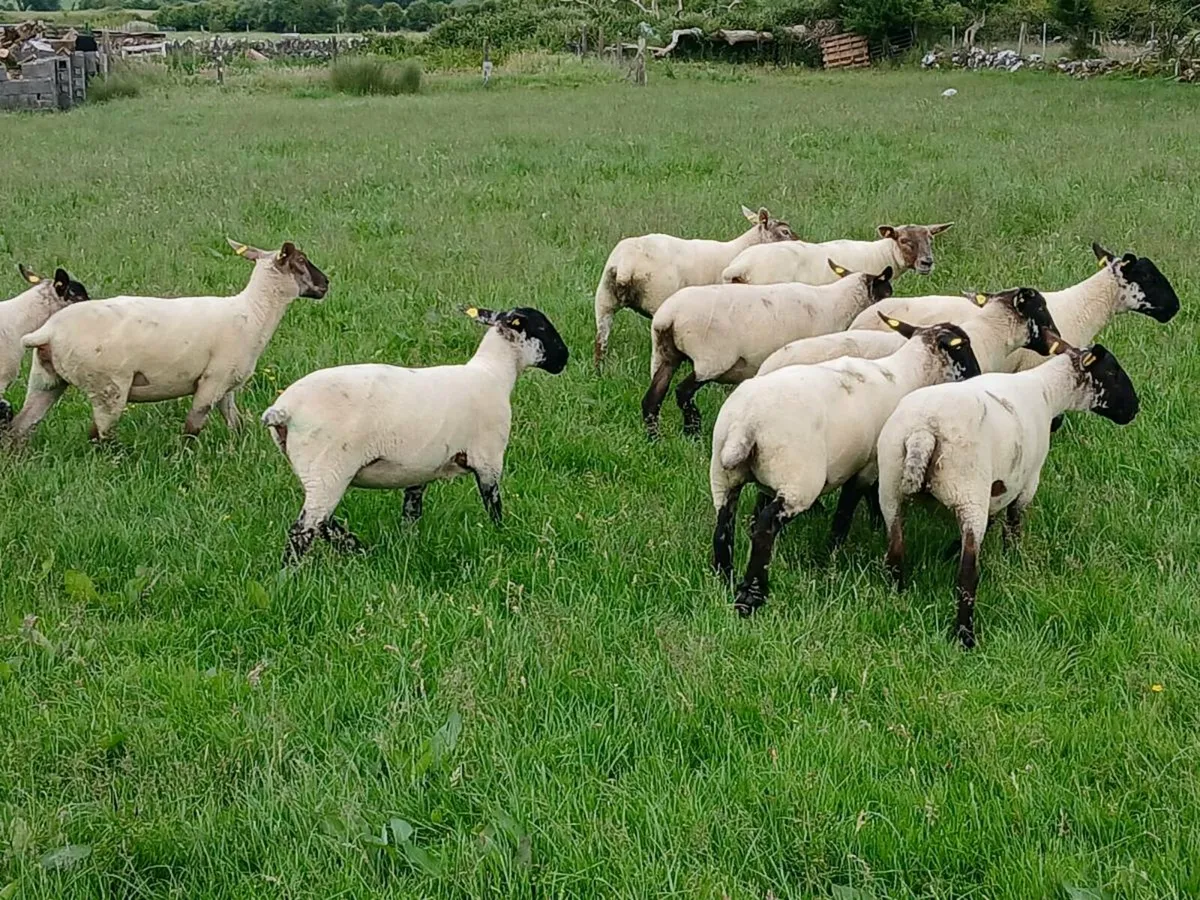 Hoggets - Image 3