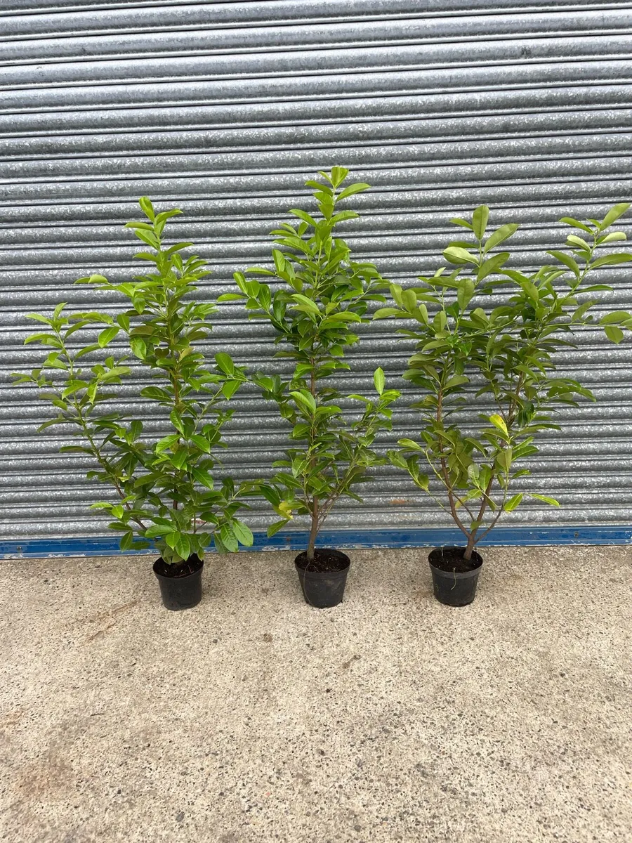 Laurel hedging - Image 4