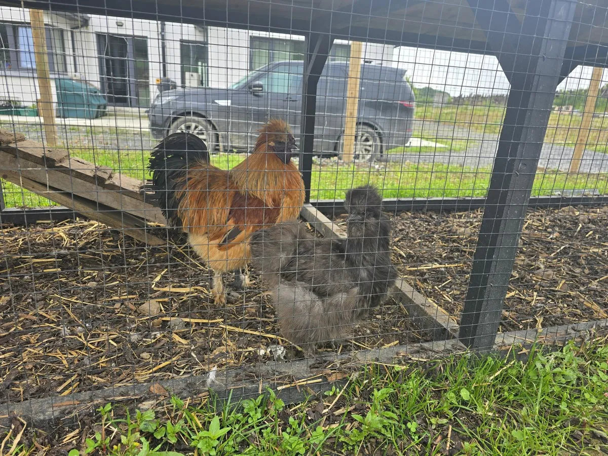 Silkie Hatching Eggs - Image 1