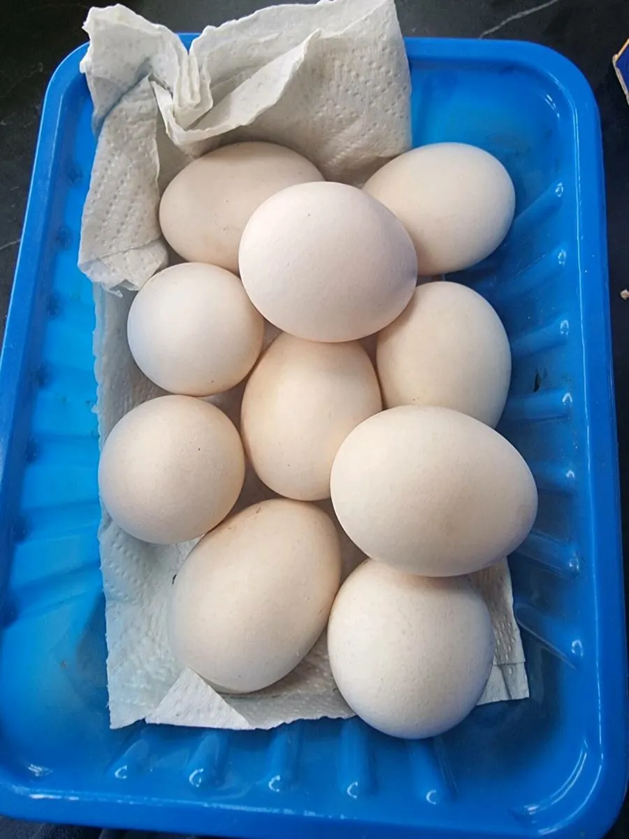 Silkie Hatching Eggs - Image 3