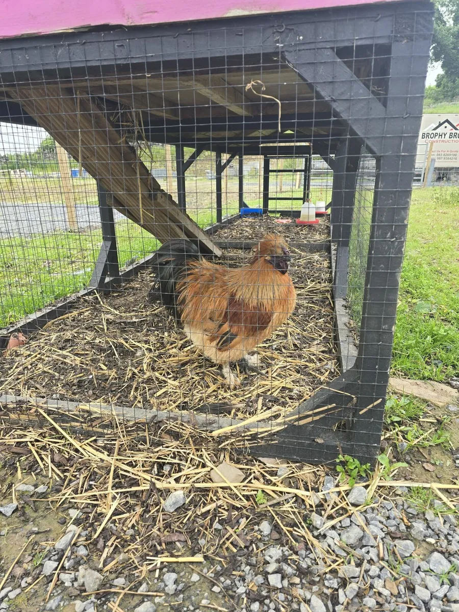 Silkie Hatching Eggs - Image 2