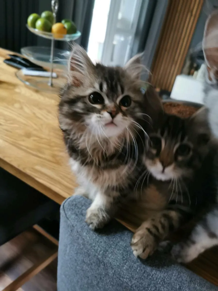 TICA registered Siberian kittens - Image 2