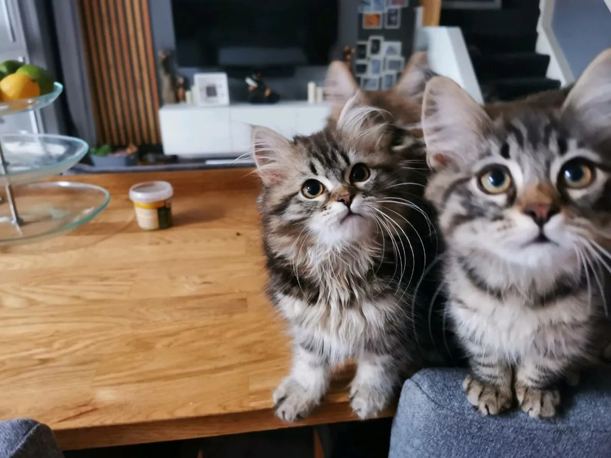 TICA registered Siberian kittens - Image 3