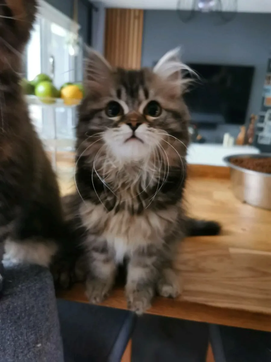 TICA registered Siberian kittens - Image 4