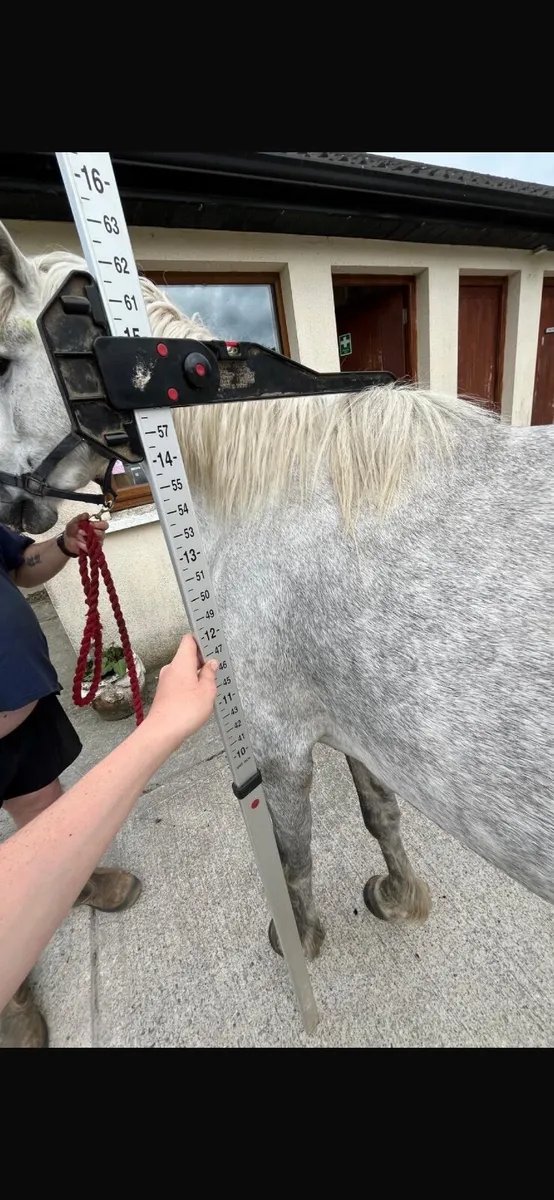 Pony - Image 1