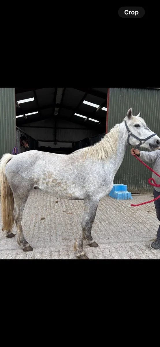 Pony - Image 2