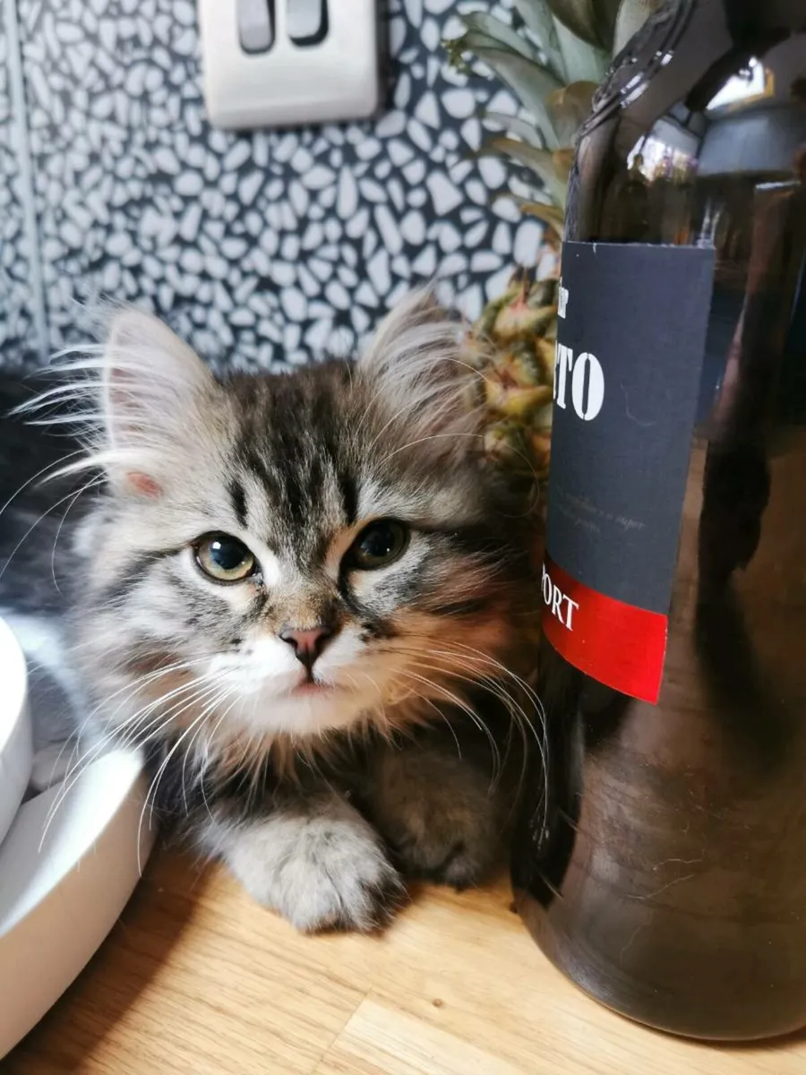 TICA registered Siberian kittens - Image 1