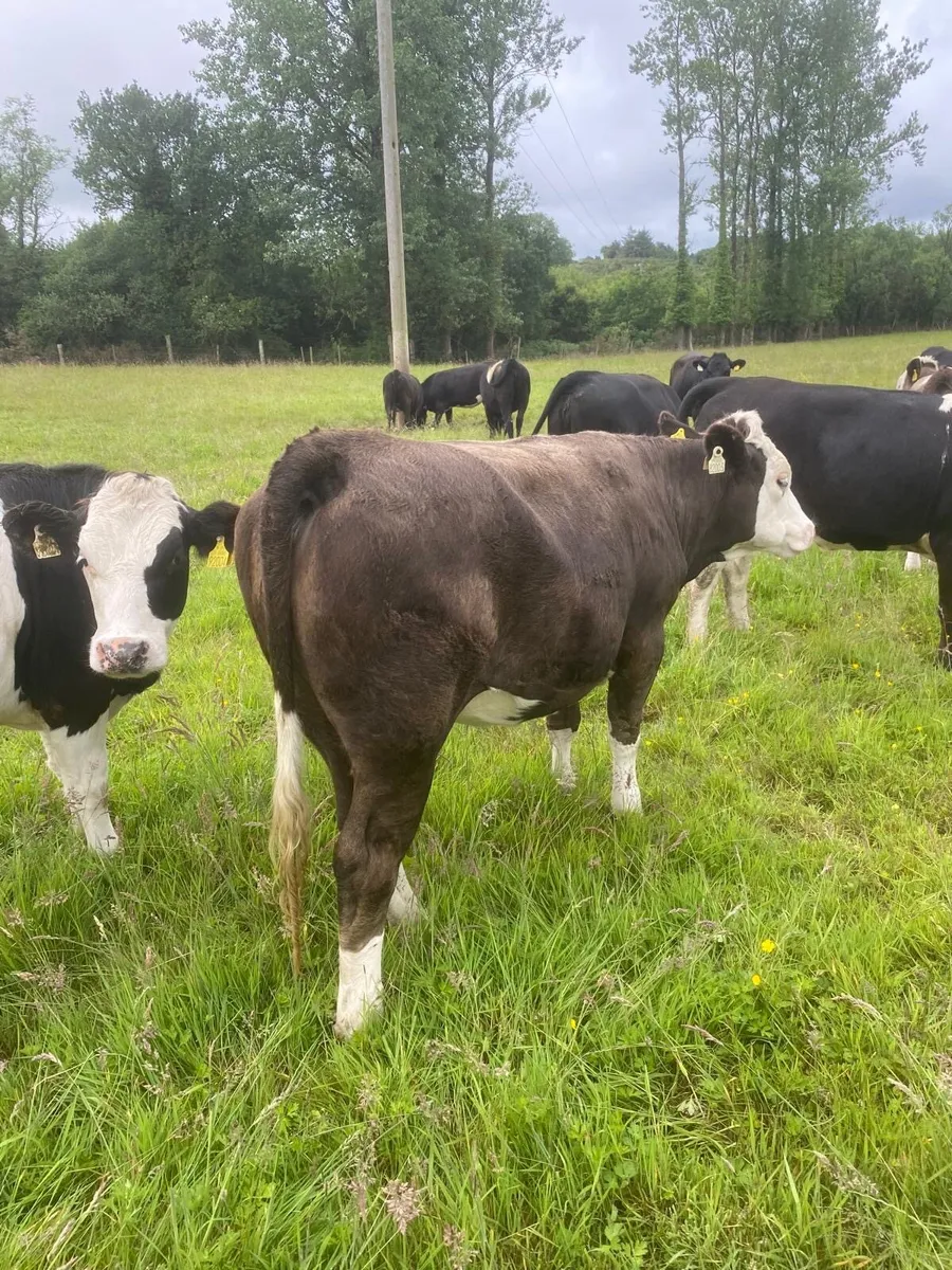 Cattle - Image 1