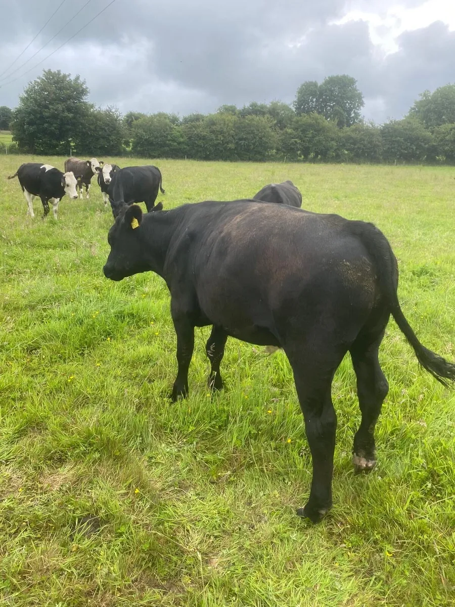 Cattle - Image 2