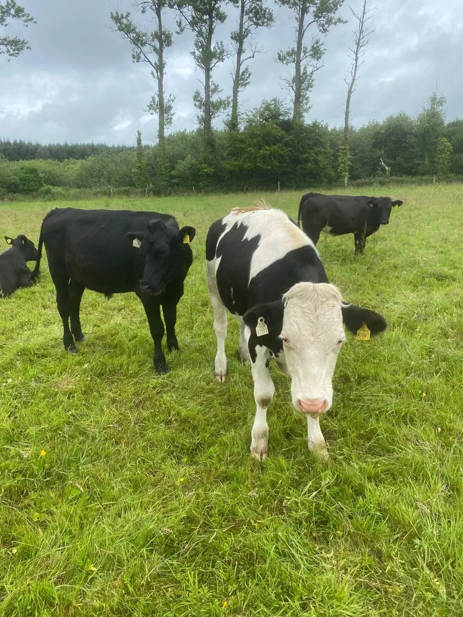 Cattle - Image 4