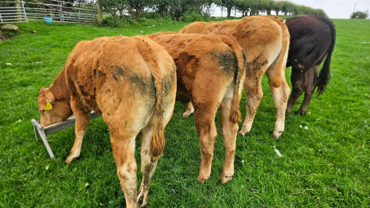 Limousin Bullocks - Image 4