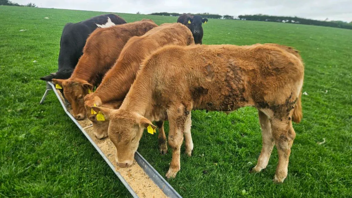 Limousin Bullocks - Image 2